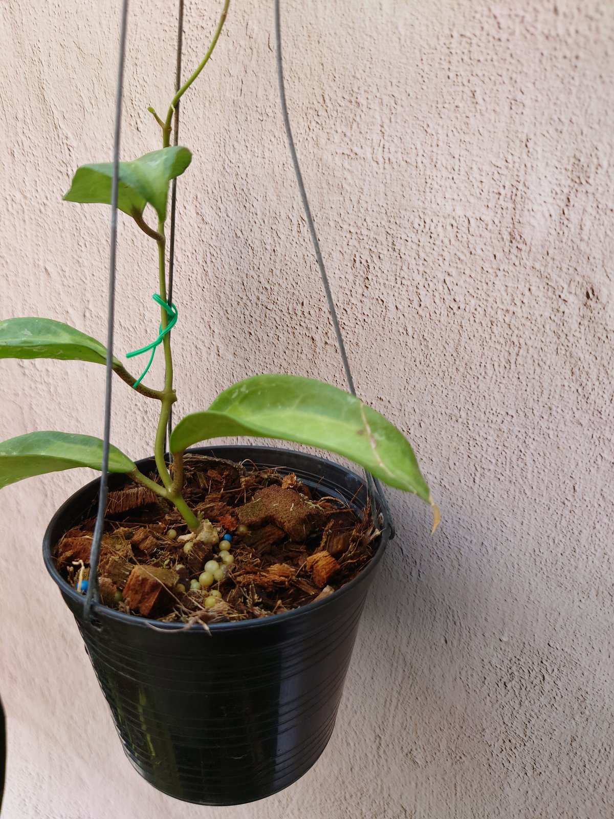 Hoya macrophylla 'Bai Bou' ホヤ マクロフィラ バイボウ 希少なホ...