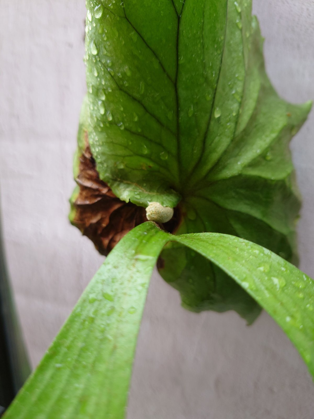 ビカクシダ キッチャクード Platycerium mt.kitshakood ビカクシダ キッチャクード Platycerium mt.kitshakood