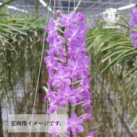 Rynchodenia Magic Wand リンコデニア マジック ワンド 着生蘭 ラン 蘭 花が綺麗な洋ラン