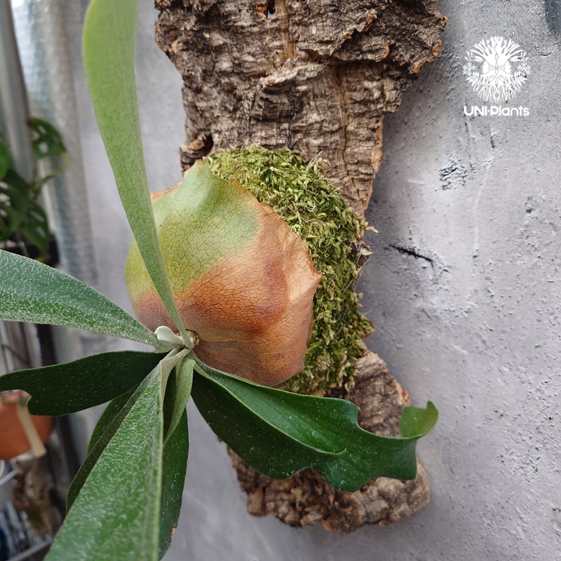 Platycerium sp.(mix spore) ビカクシダ ミックススポア ビカクシダ