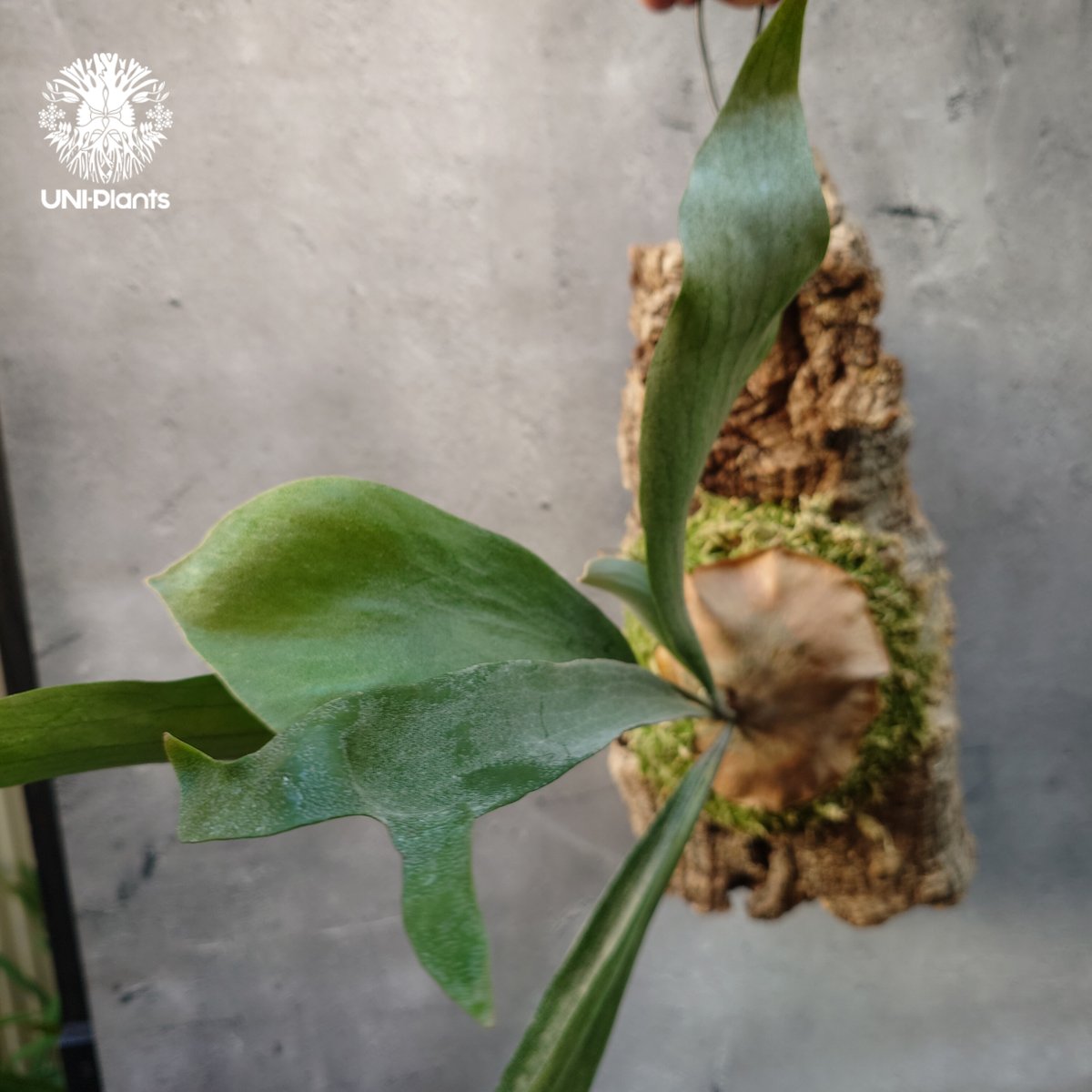 ビカクシダ マウントルイス　OC No.2 ビカクシダ マウントルイス OC No.2 Platycerium Mt.Lewis（pup