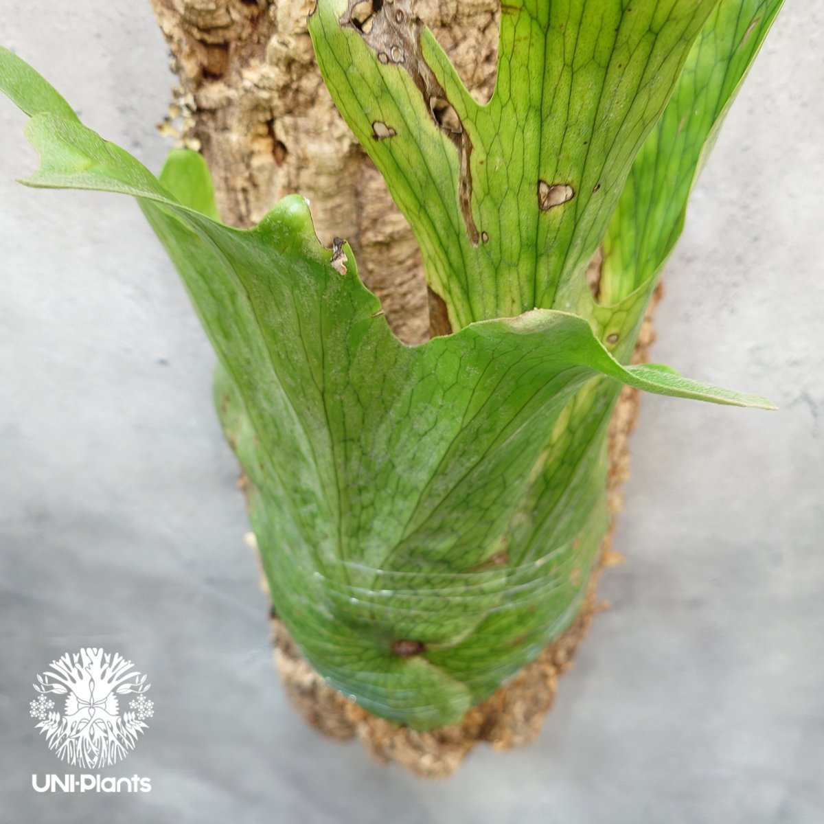 Platycerium wandae wild ビカクシダ ワンダエ ワイルド株 ビカクシダ