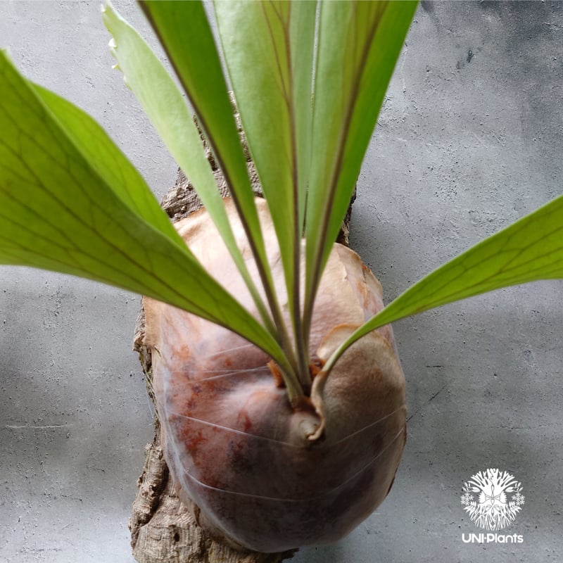 大株! ビカクシダ アルシコルネ Platycerium alcicorne コウモリ