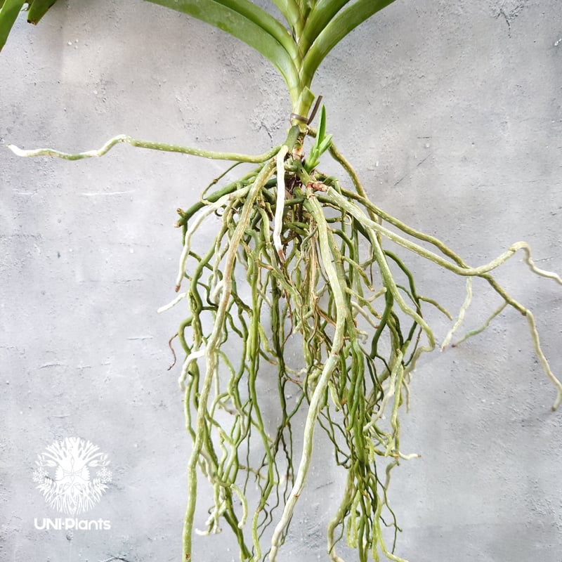 開花間近 バンダ 洋蘭 Vanda orchid 大株 子株付 ラン 蘭 花が