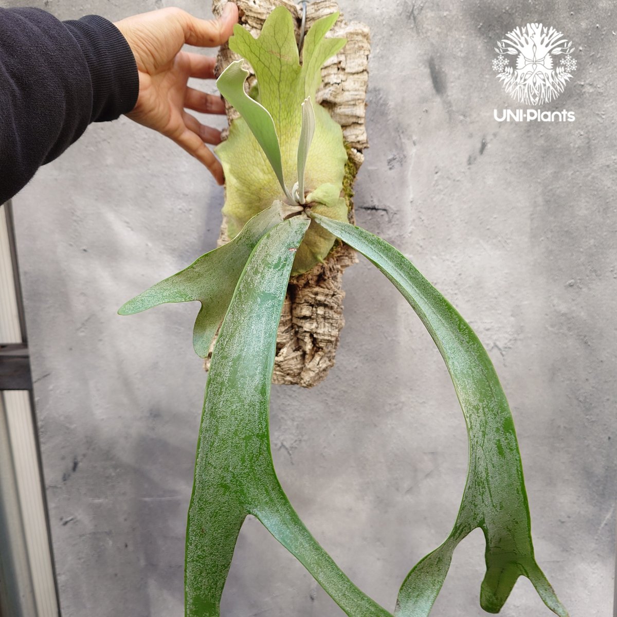 ビカクシダ　ポールベスパ　ポールヴェスパ　paul Vespa 大型　観葉植物 Platycerium Paul Vespa ビカクシダ ポールベスパ ビカクシダ