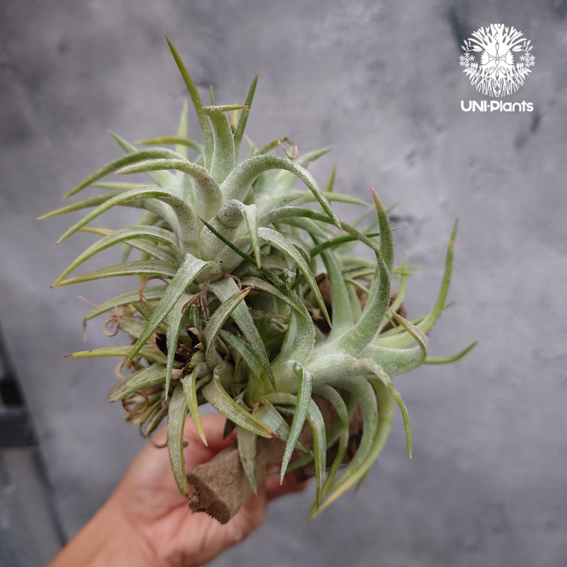 Tillandsia Vanhyningii Minor 速達発送 Tillandsia Vanhyningii Minor 速達発送 Tillandsia Vanhyningii