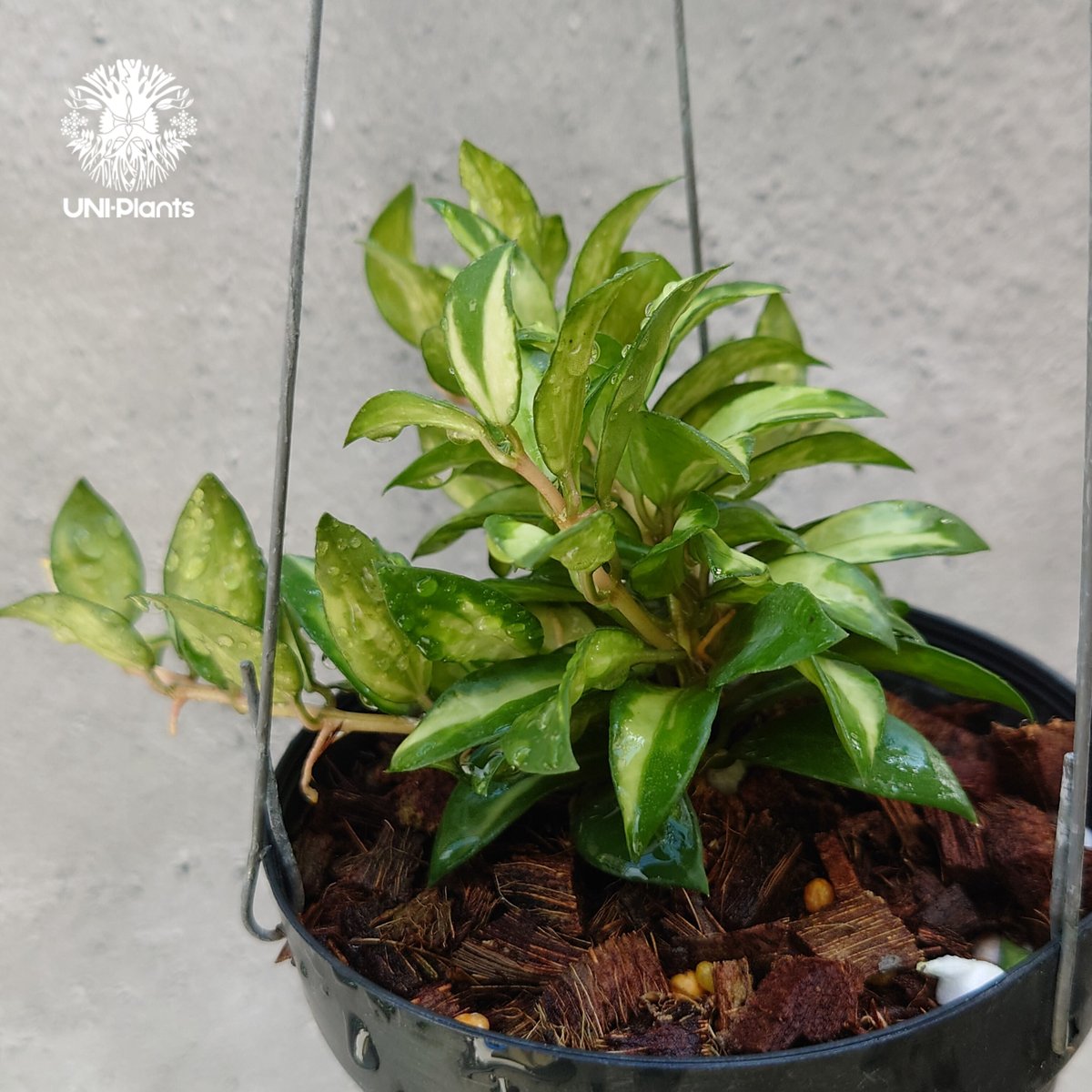No.3＊Hoya ＊ ホヤ ＊ ラクノーサ ＊ lacunosa Bruno Hoya Lacunosa Bruno ホヤ ラクノーサ ブルーノ 斑入り ホヤ植物