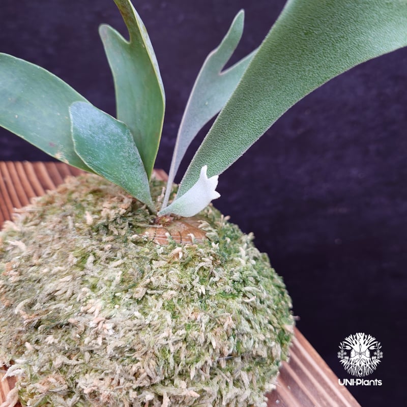 中株サイズ dwarf tatsuta ドワーフタツタ スポア 中株サイズ dwarf tatsuta ドワーフタツタ スポア P.Willinckii Dwarf