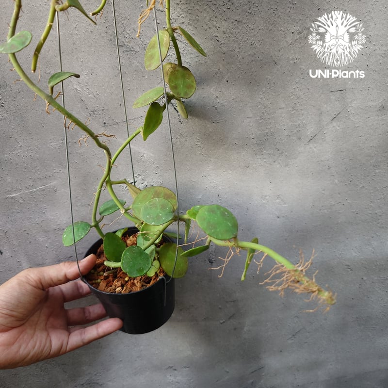 Hoya Waymaniae Malaysia ホヤ ウェイマニアエ マレーシア ホヤ植物 ホ