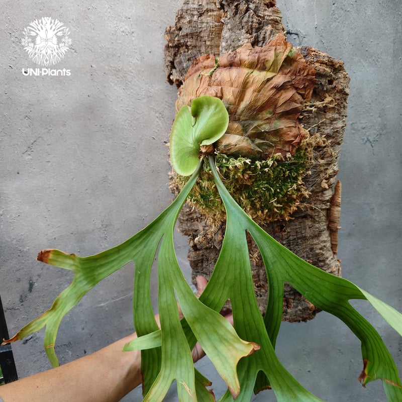 ビカクシダ コロナリウム Platycerium coronarium⑮ Platycerium coronarium ビカクシダ コロナリウム ビカクシダ