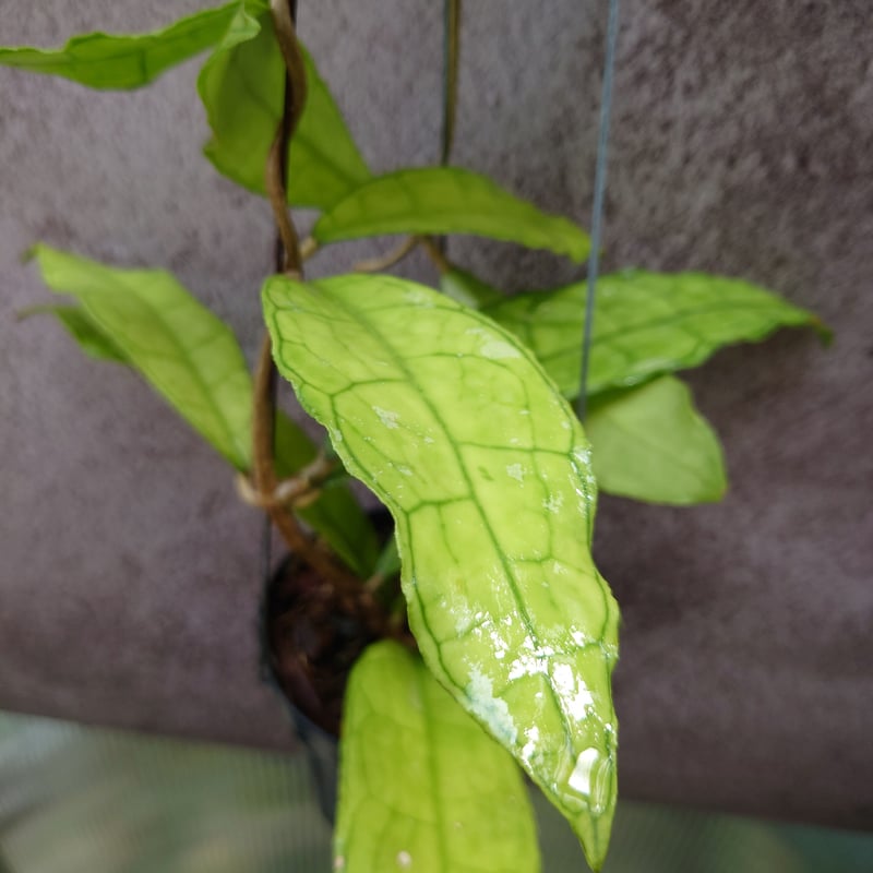 hoya ホヤ フィルラ ロング 4号 hoya ホヤ フィルラ ロング 4号