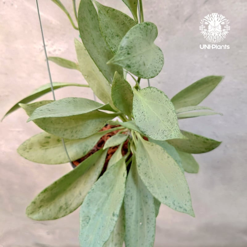 ホヤ ニューギニアゴースト Hoya New guinea ghost 希少 ホヤ植物 希少