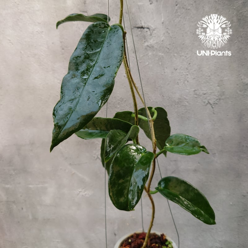 Hoya Seanie 希少 ホヤ植物 ホヤの花 珍しい つる性植物 ハンギング
