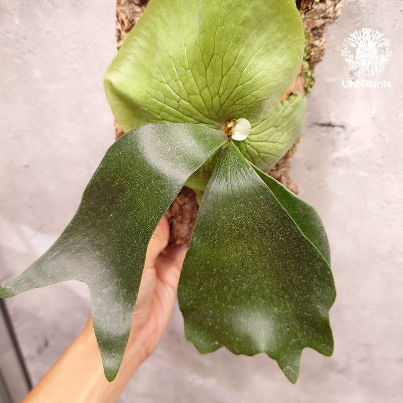 Platycerium hillii×wandae ビカクシダ ヒリー×ワンダエ コウモリラン