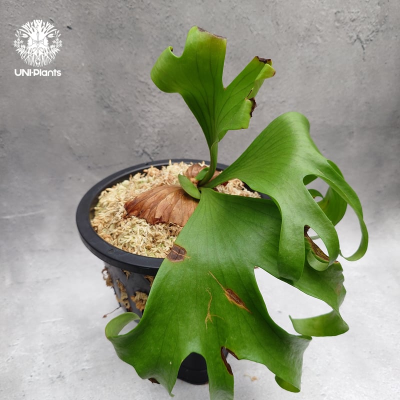 タイ直輸入・現地選抜】ビカクシダ コロナリウム レサシャ｜希少種