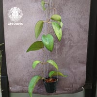 限定1株入荷 Hoya Nervosa jokul ホヤ 希少 ホヤ植物 ホヤの花 珍しい
