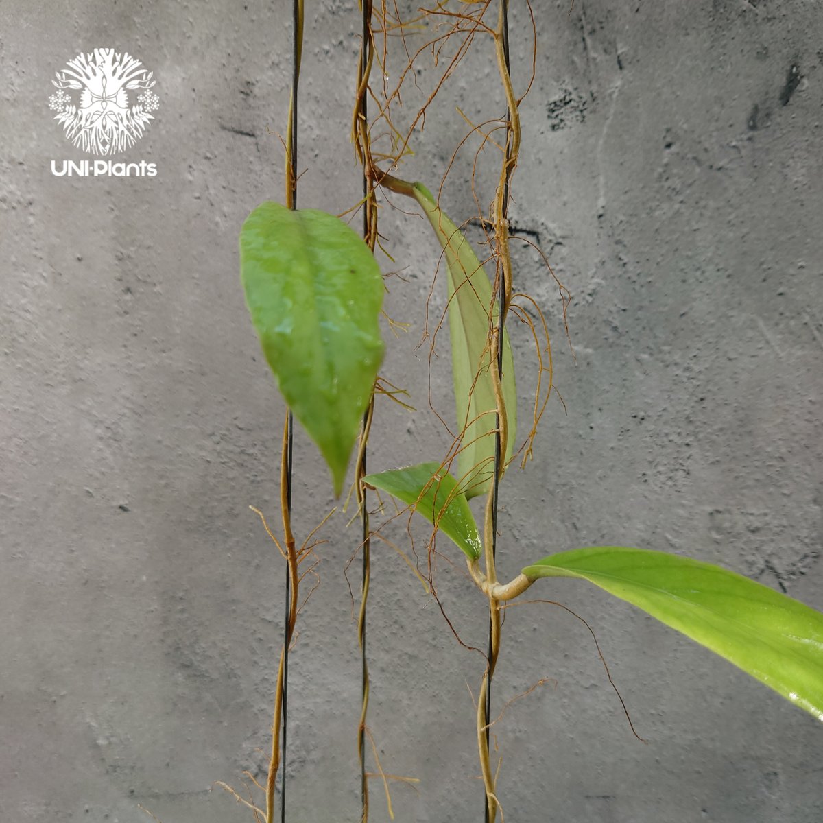 ホヤ sp. カスト Hoya sp. Kast② 【公式通販】