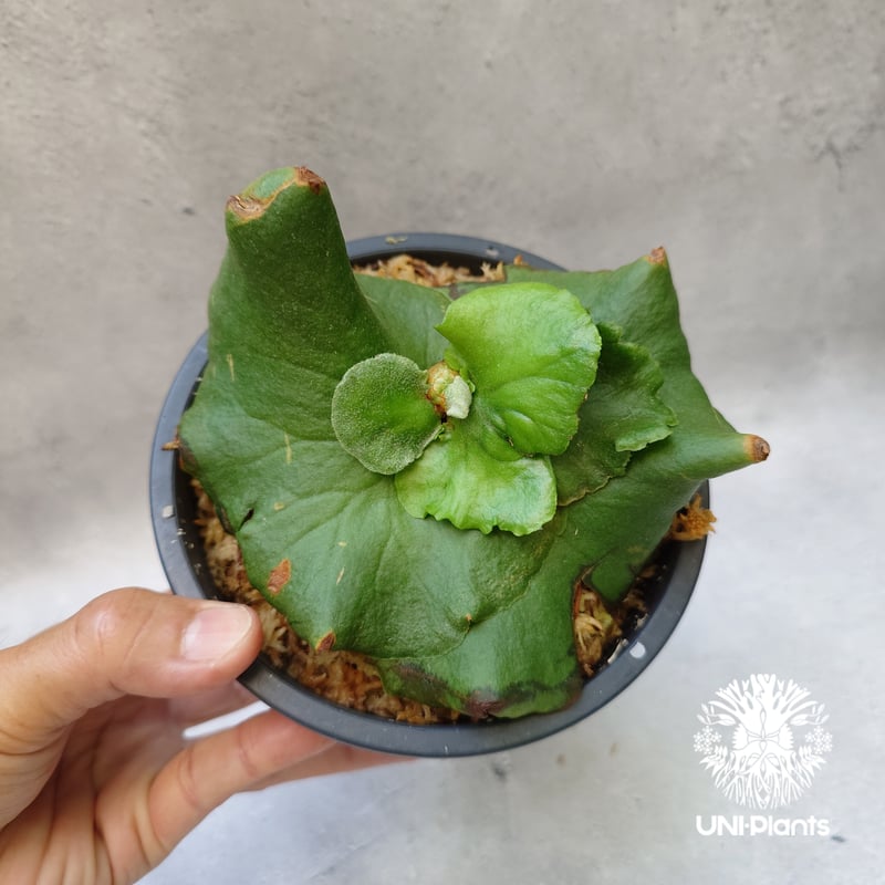 ビカクシダ キッチャクード シンリーフ Platycerium Kitshakood thin