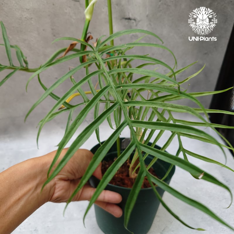 Philodendron tortum フィロデンドロン トータム フィロデンドロン Phil