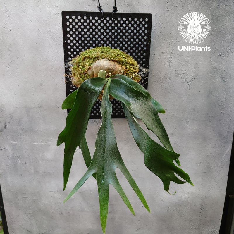 ビカクシダ　ライディーン　SPORE Platycerium Rydeen ビカクシダ ライディーン ビカクシダ