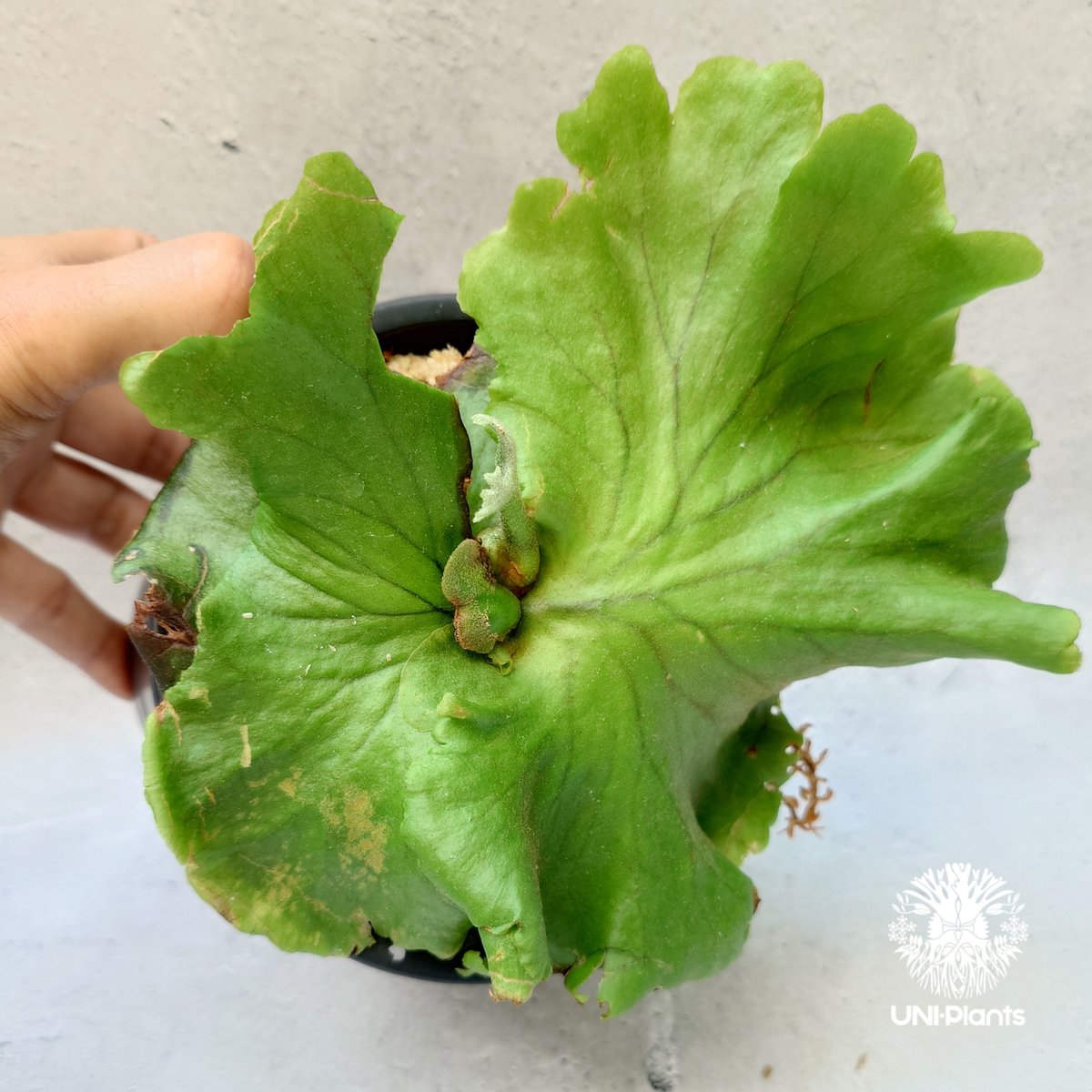 ビカクシダ キッチャクード シンリーフ Platycerium Kitshakood ビカクシダ キッチャクード シンリーフ Platycerium Kitshakood