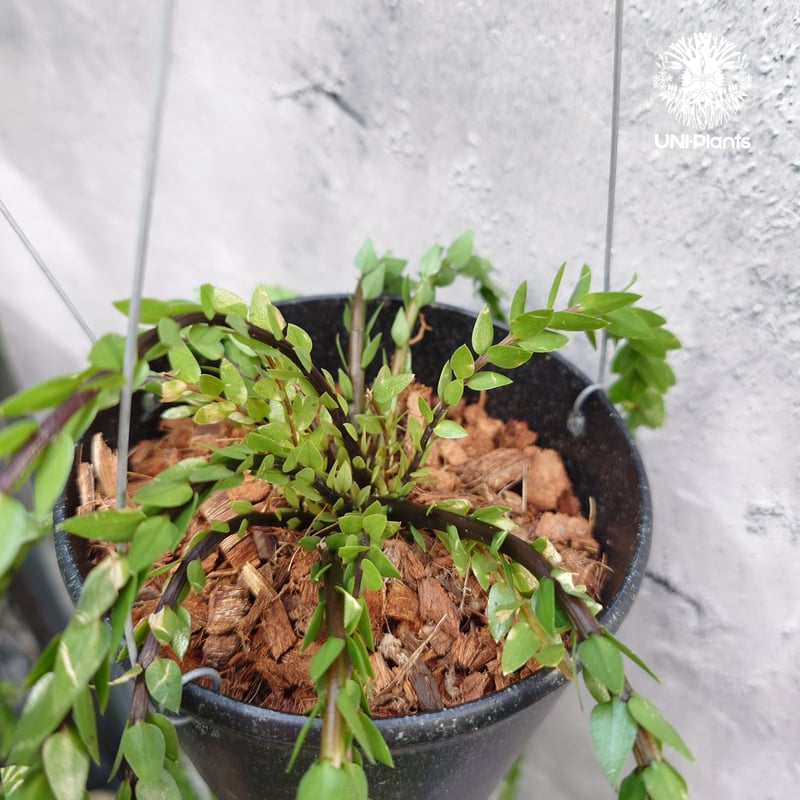 Huperzia spp. フペルジア Phlegmariurus (フレグマリウルス) 観