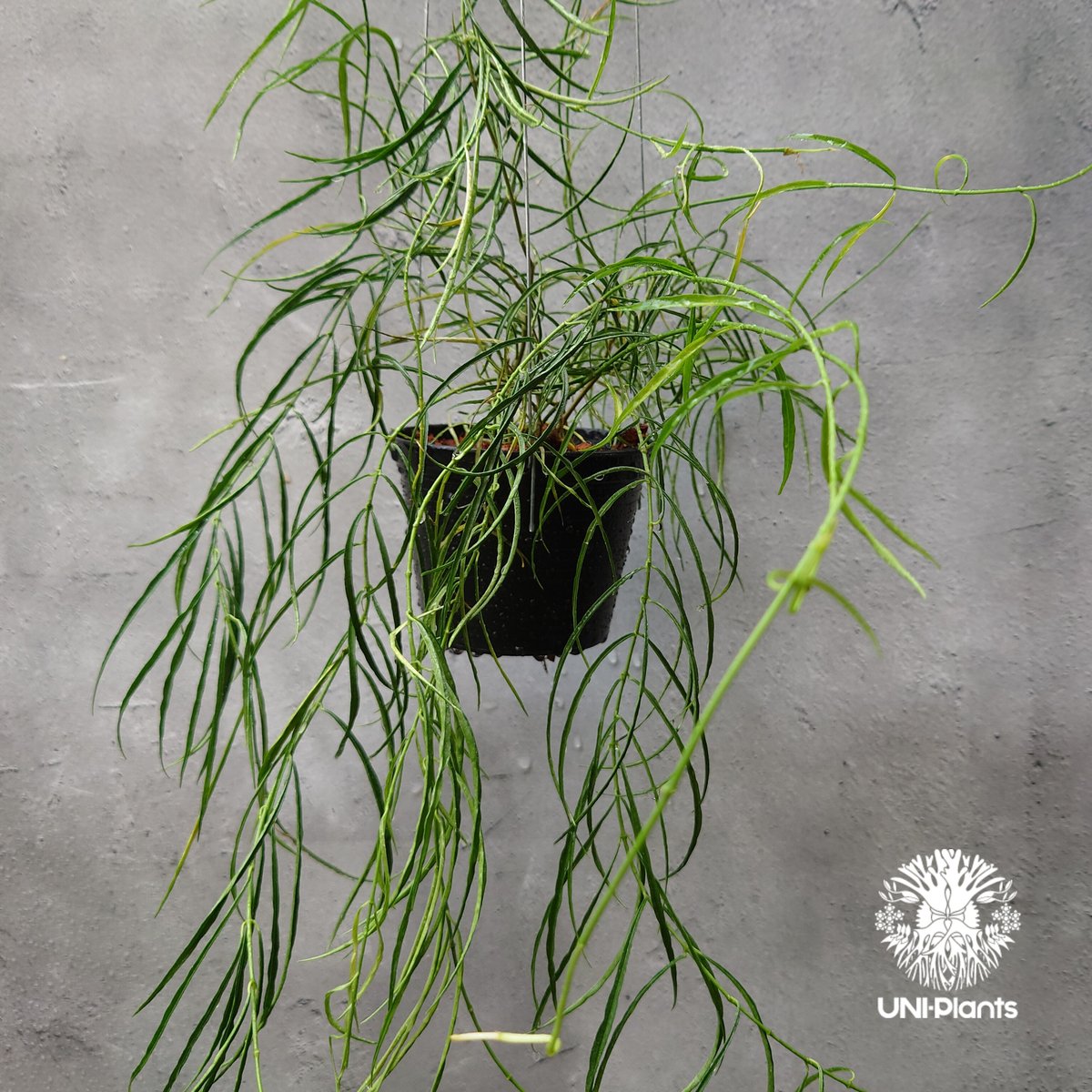 ご予約者様 専用ページ ご予約No.UN-240424-2000 Hoya stenophyl