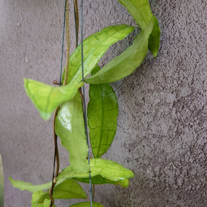 Hoya finlaysonii long leaves ホヤ フィンレイソニー ロング