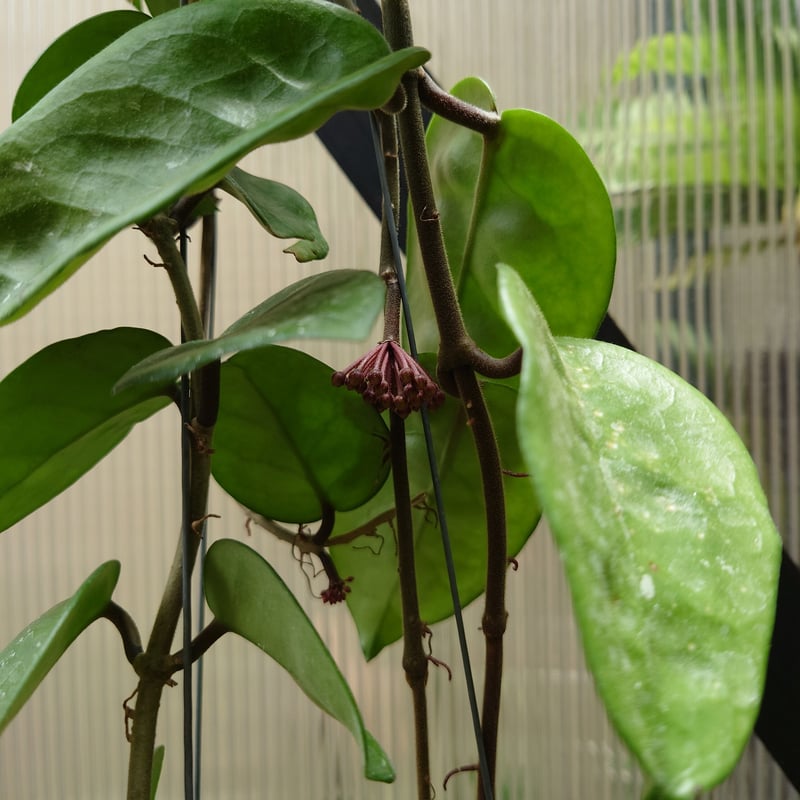 セール　レア　珍種　ホヤ　Hoya chloroleucha サクララン セール レア 珍種 ホヤ Hoya chloroleucha サクララン - メルカリ