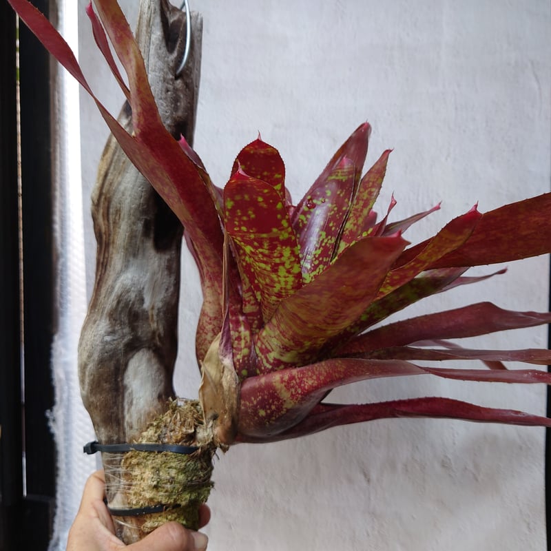 ネオレゲリア ノーマン・ベイツ Neoregelia Norman Bates ネオレゲリア