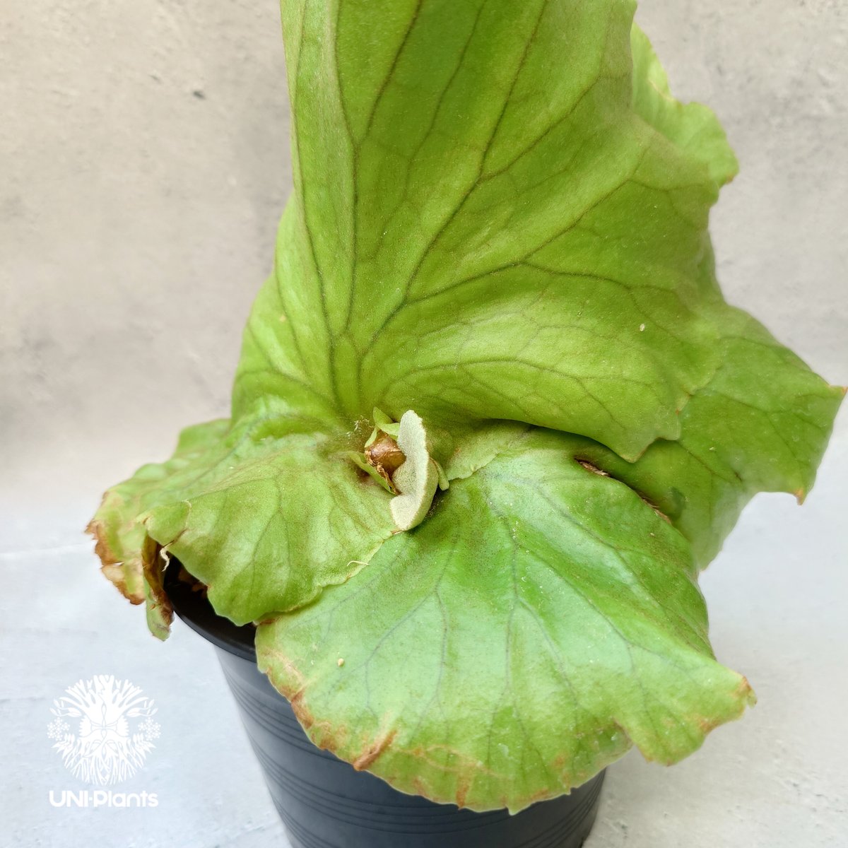 ビカクシダ　dk9 ビカクシダ dk9