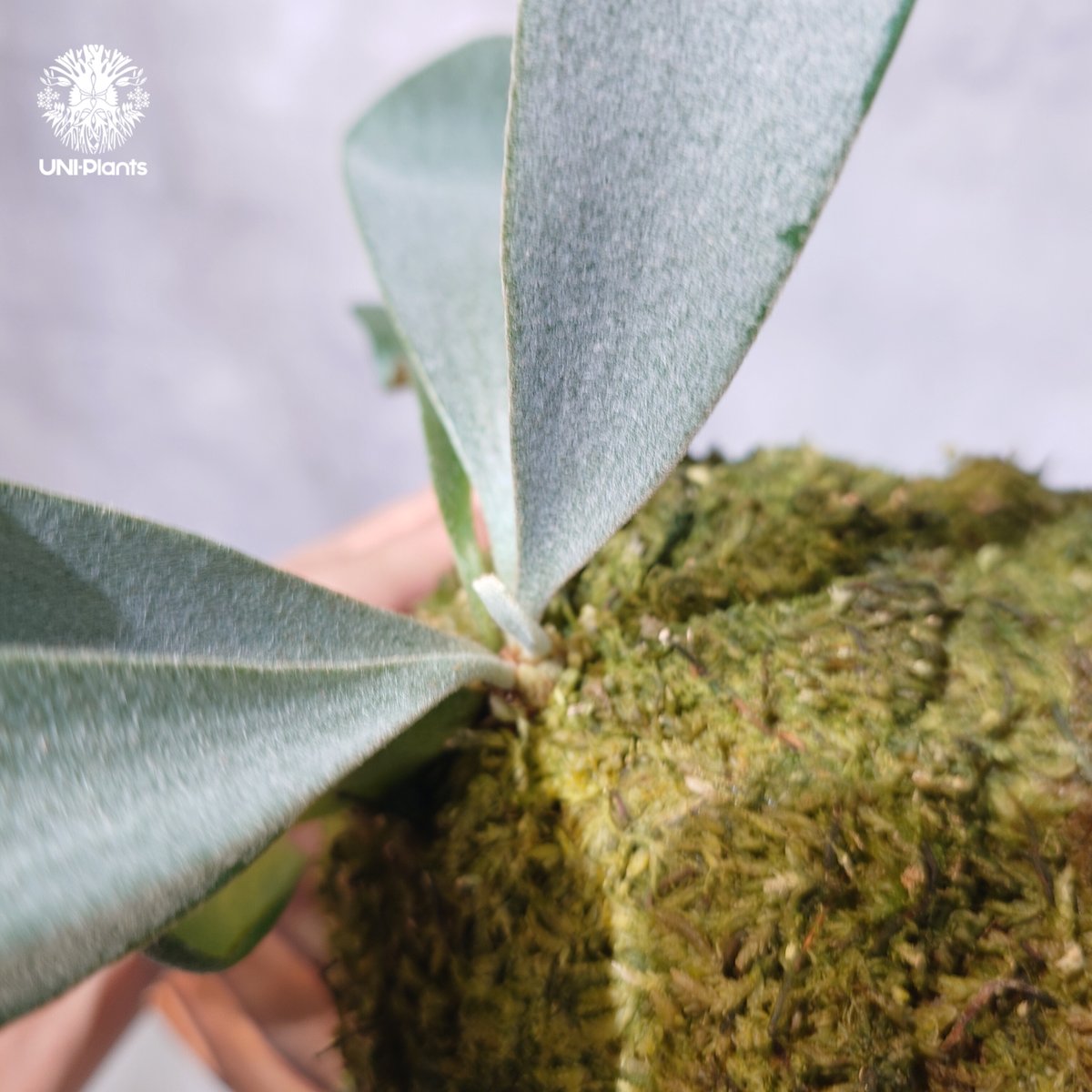 国内繁殖株・一点物】Platycerium little finger｜ビカクシダ リトルフ