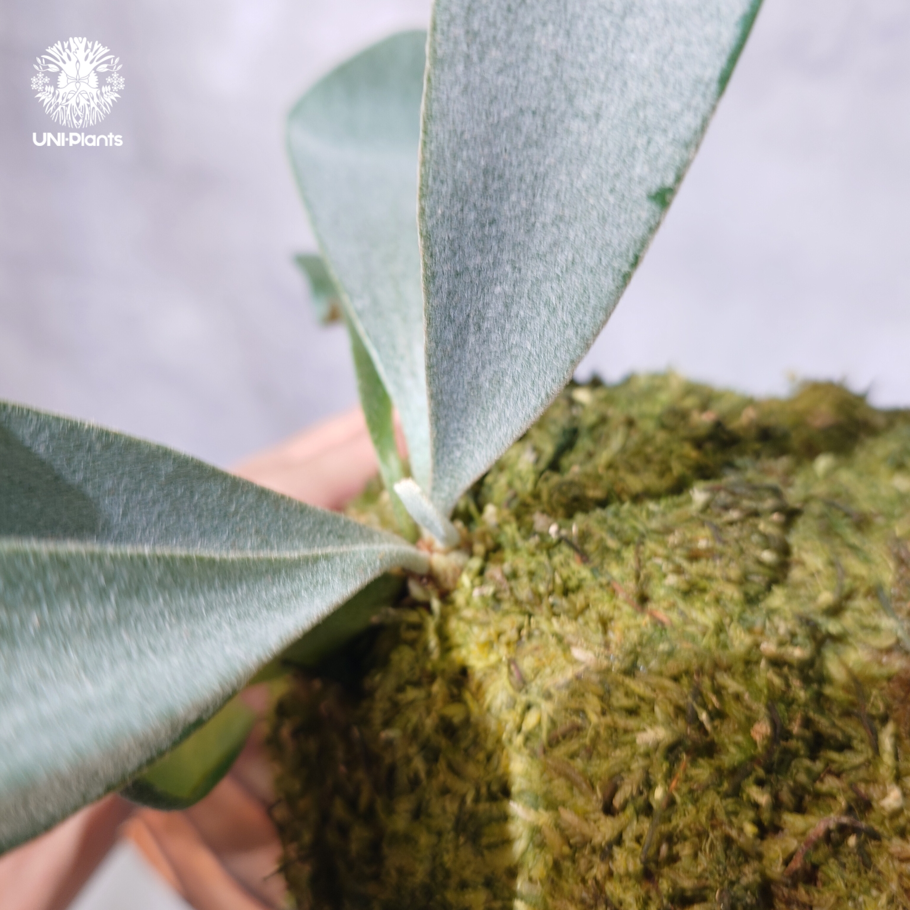 国内繁殖株・一点物】Platycerium little finger｜ビカクシダ リトルフ