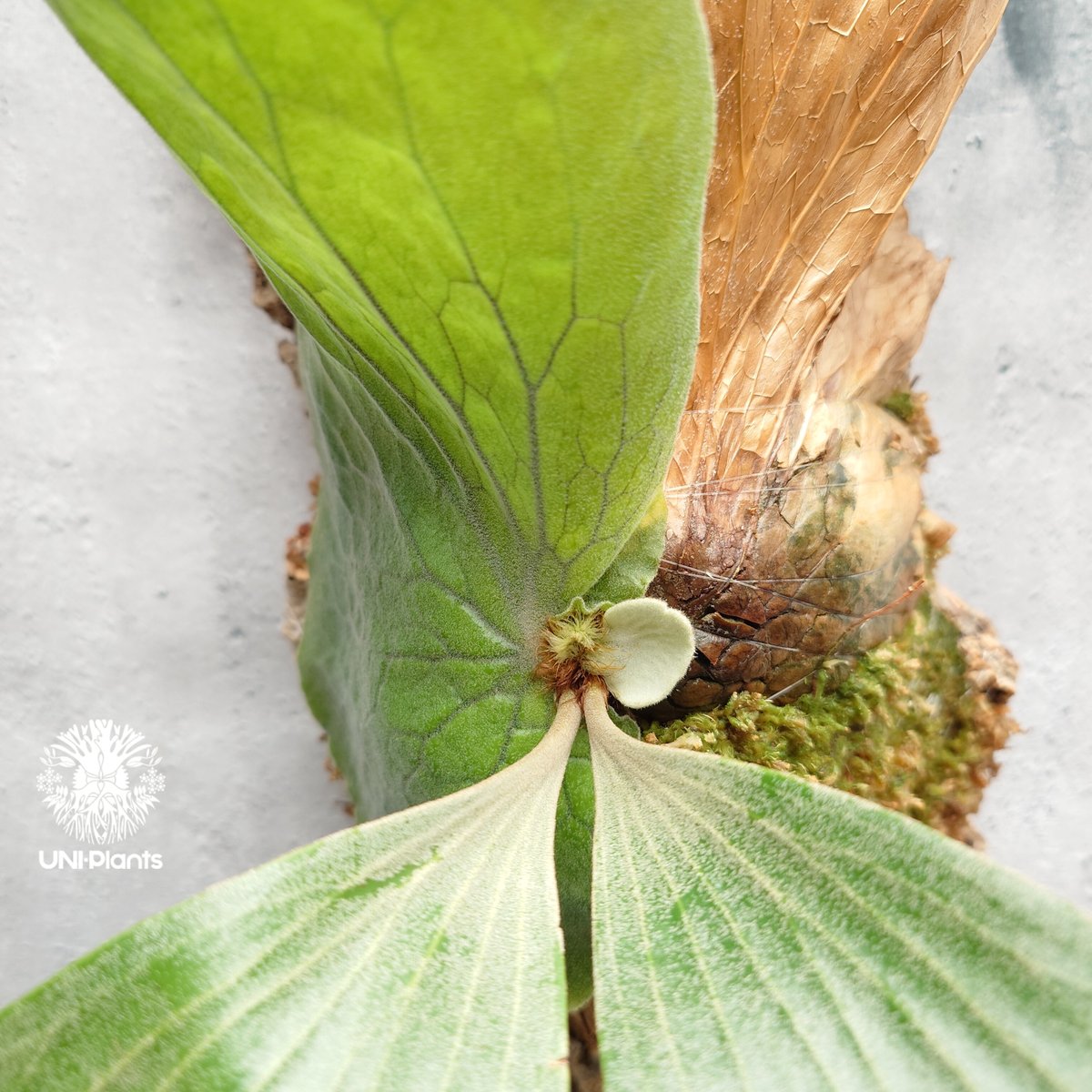 Platycerium elemaria (P. elephantotis x P. andi