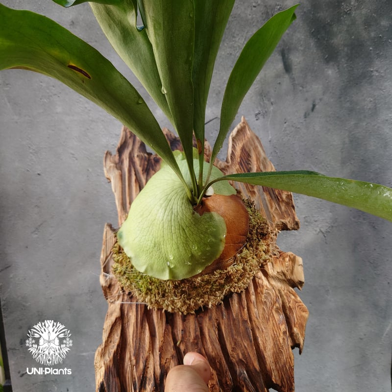 ビカクシダ ヒリー パナマ Platycerium hillii Panama コウモリ
