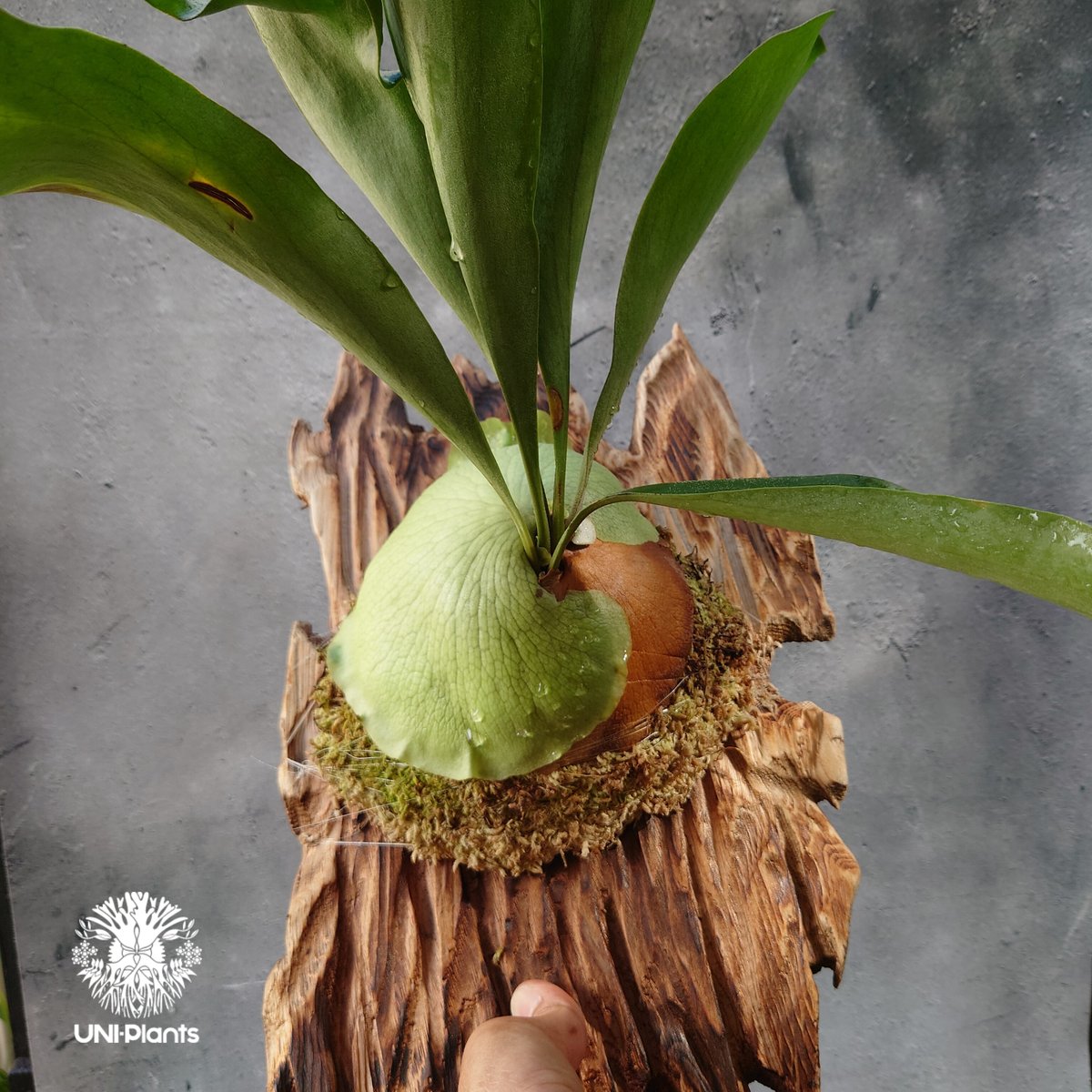 ビカクシダ　ヒリー　パナマ　P. hillii panama 親株サイズ！P.hillii panama【ビカクシダ ヒリー パナマ】 - メルカリ