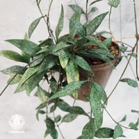 【タイ直輸入・希少】Hoya parviflora splash ｜ホヤ ｜珍品・着生植物・つる性植物｜