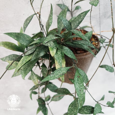 CATEGORY ホヤ植物 (Hoya) | UNI-Plants ビカクシダ、ホヤ植物、着生