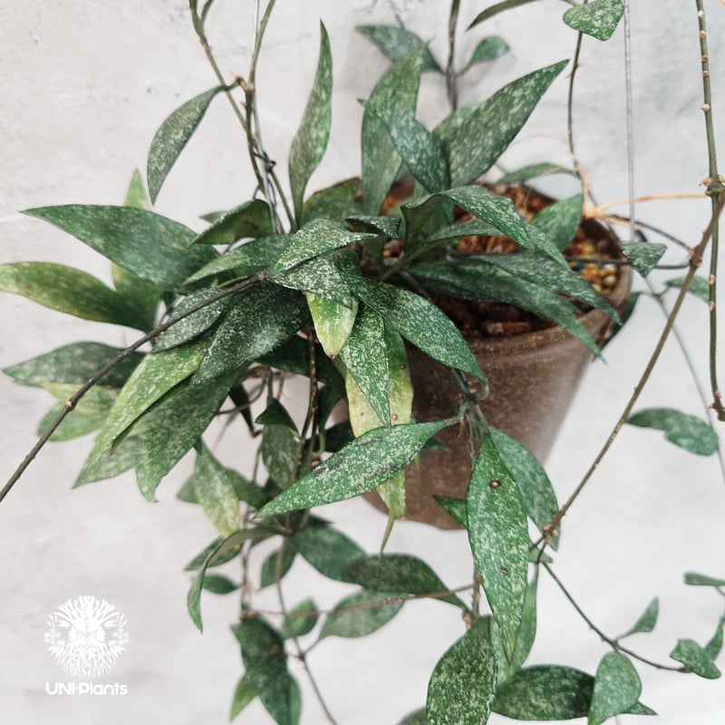 ホヤ　Hoya Icensis splash サクララン　小苗⑤ ホヤ Hoya Icensis splash サクララン 小苗⑤ Hoya Icensis (AKA