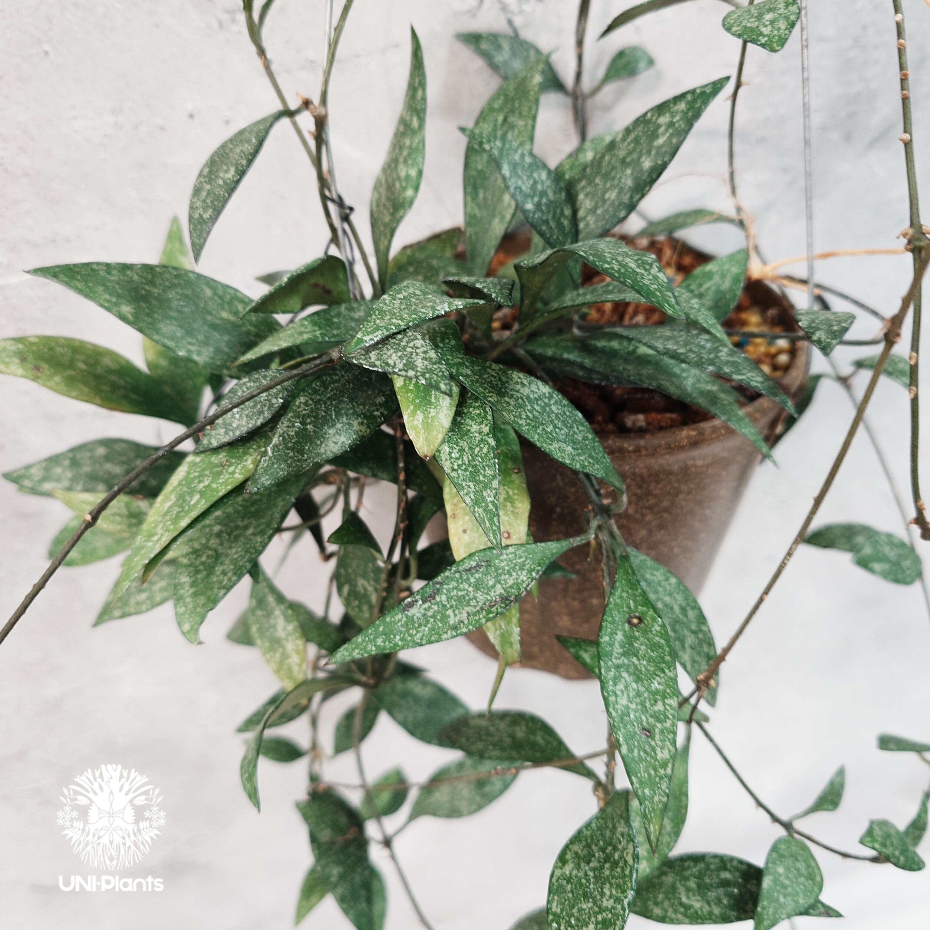 その他観葉植物 Hoya Parvifolia splash タイ直輸入・希少】Hoya parviflora splash ｜ホヤ ｜珍品・着生植物