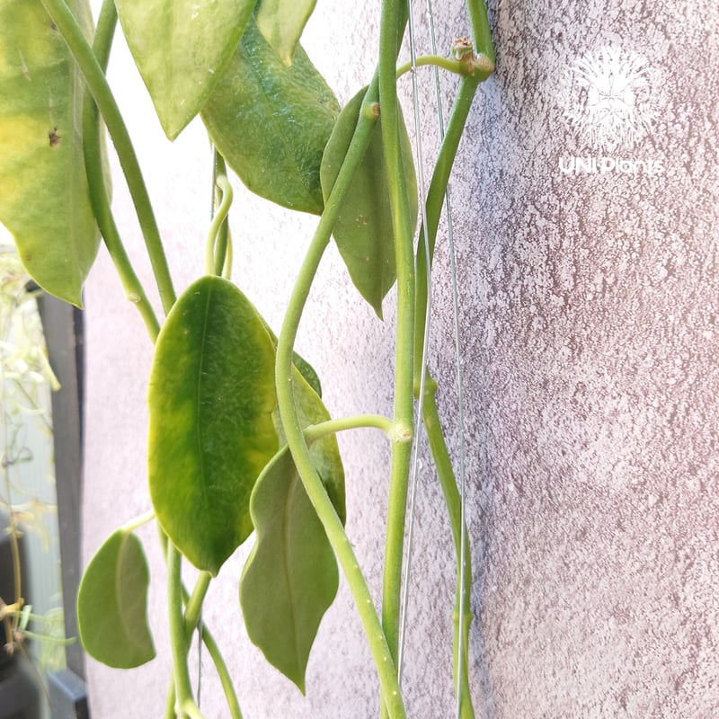 Hoya Lauterbachii ホヤ ローテルバチー 希少 ホヤ植物 植物 ホヤの花