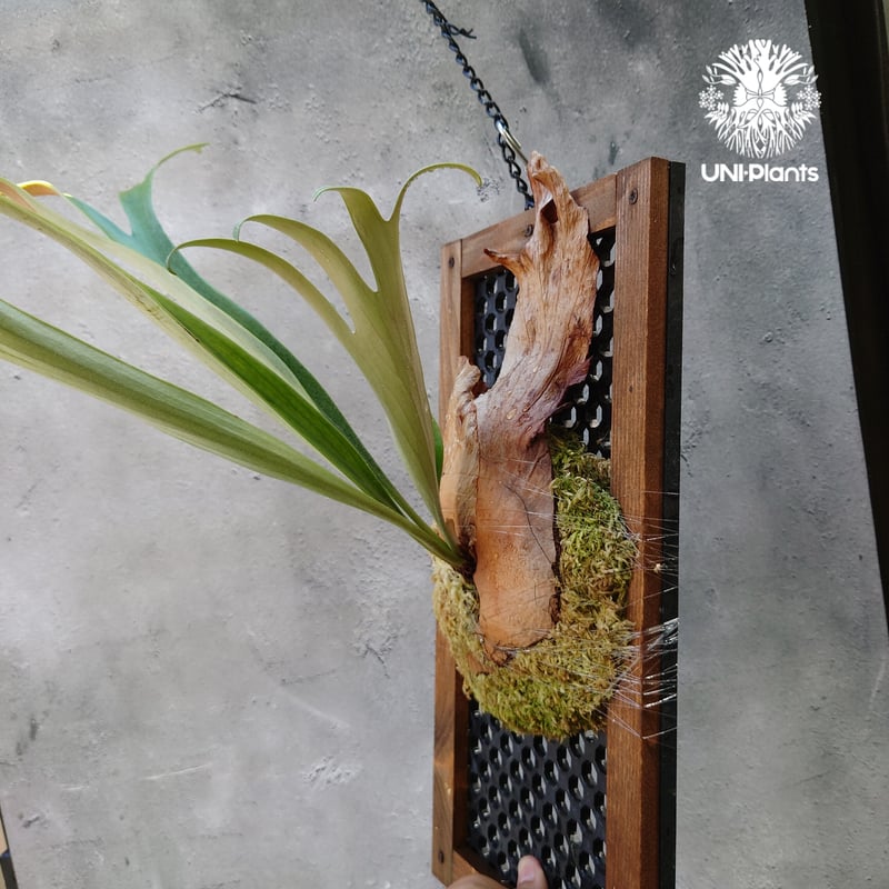 ビカクシダ 品種不明 Platycerium sp.コウモリラン ビカクシダ子株