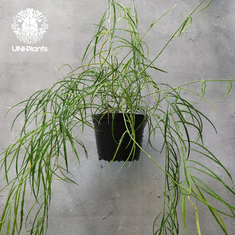 Hoya stenophylla ホヤ ステノフィラ 希少 ホヤ植物 ホヤの花 珍しい