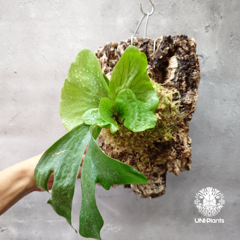 ビカクシダ　ステマリア　親株 ビカクシダ ステマリア Platycerium stemaria コウモリラン