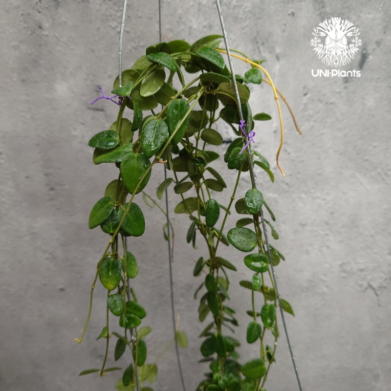 Hoya Pulleana ホヤプレナ ホヤ植物 ホヤの花 Hoya plants 希少