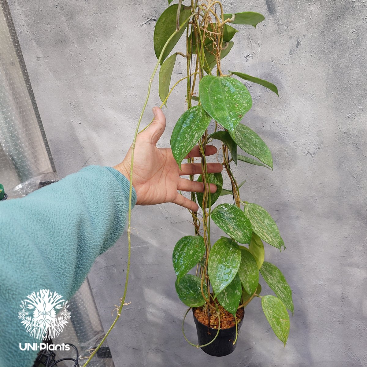 Hoya latifolia Snow Queen（L） ホヤ ラティフォリア スノー