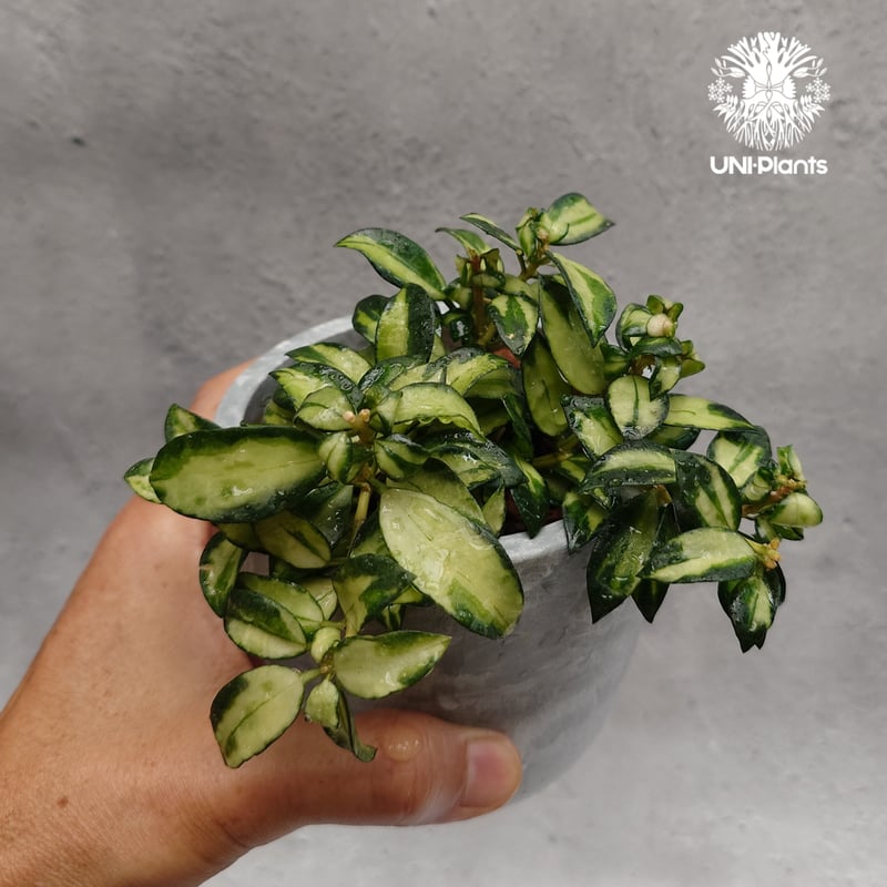 Hoya Lacunosa Bruno ホヤ ラクノーサ ブルーノ 斑入り ホヤ植物 ホヤ