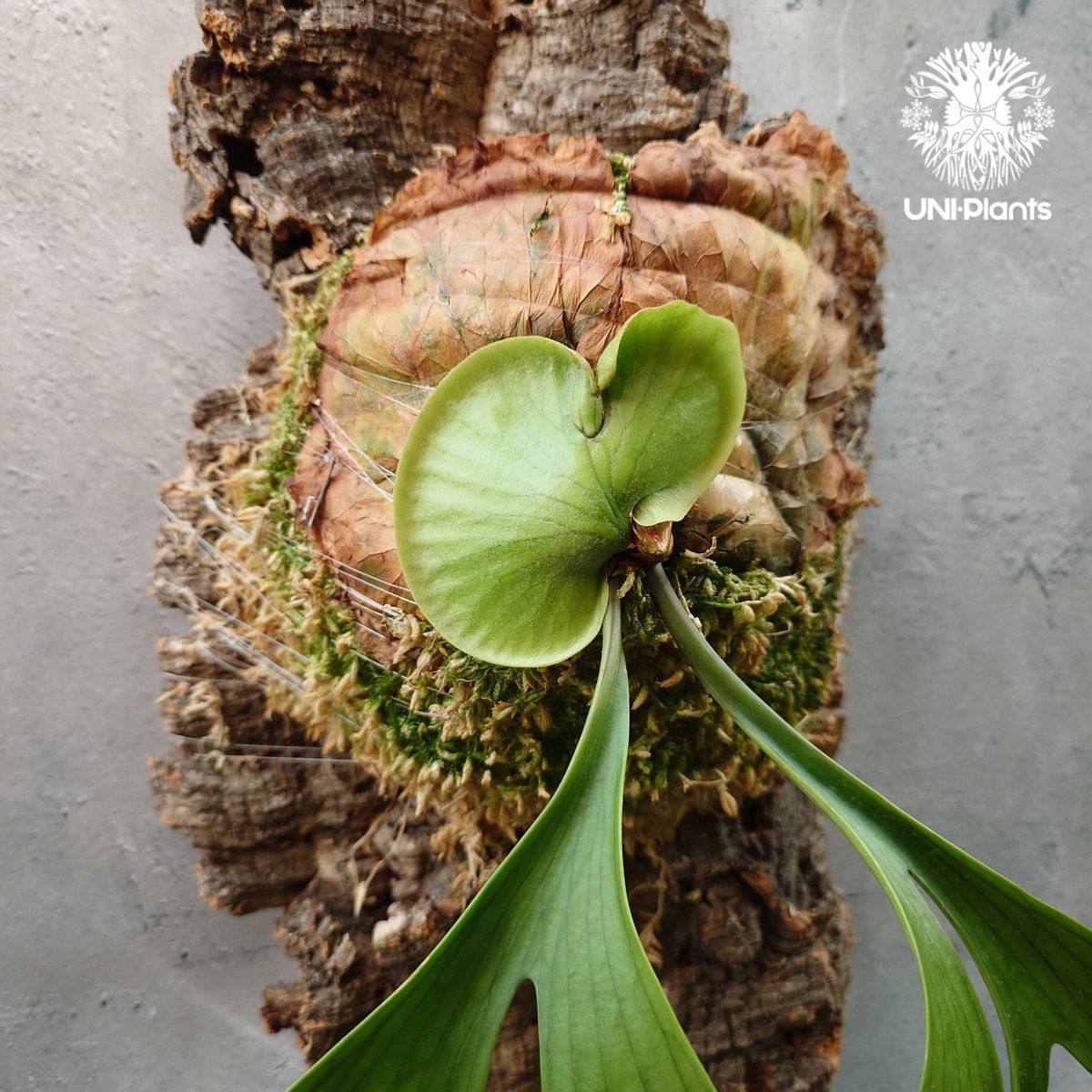 Platycerium coronarium ビカクシダ コロナリウム ビカクシダ