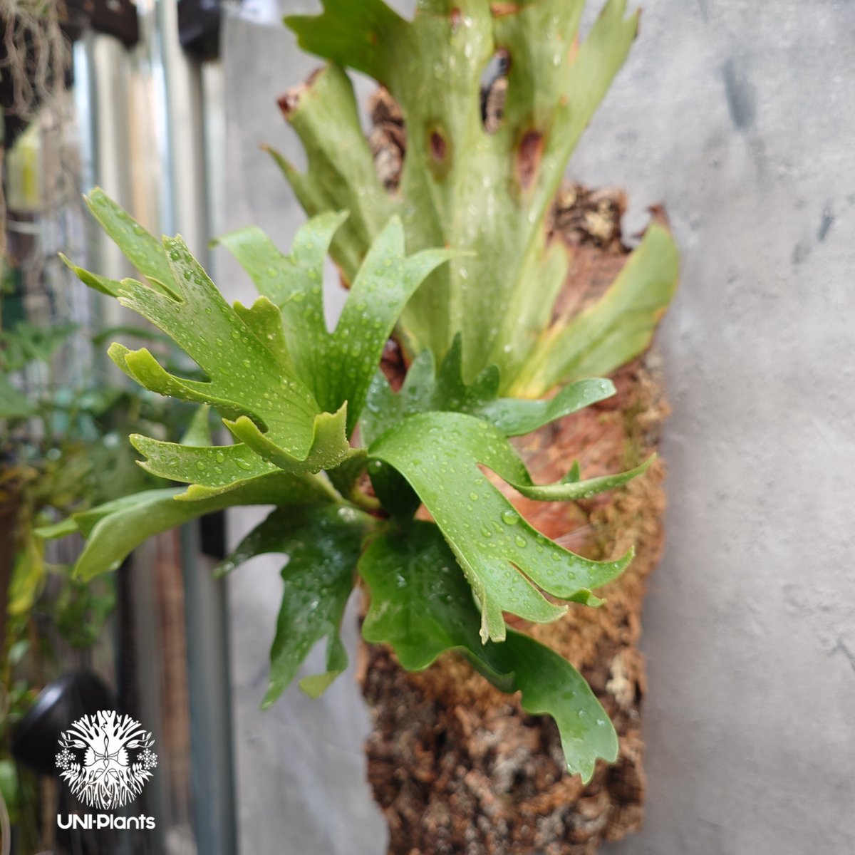 Platycerium coronarium Thin ビカクシダ コロナリウム シン ビカク