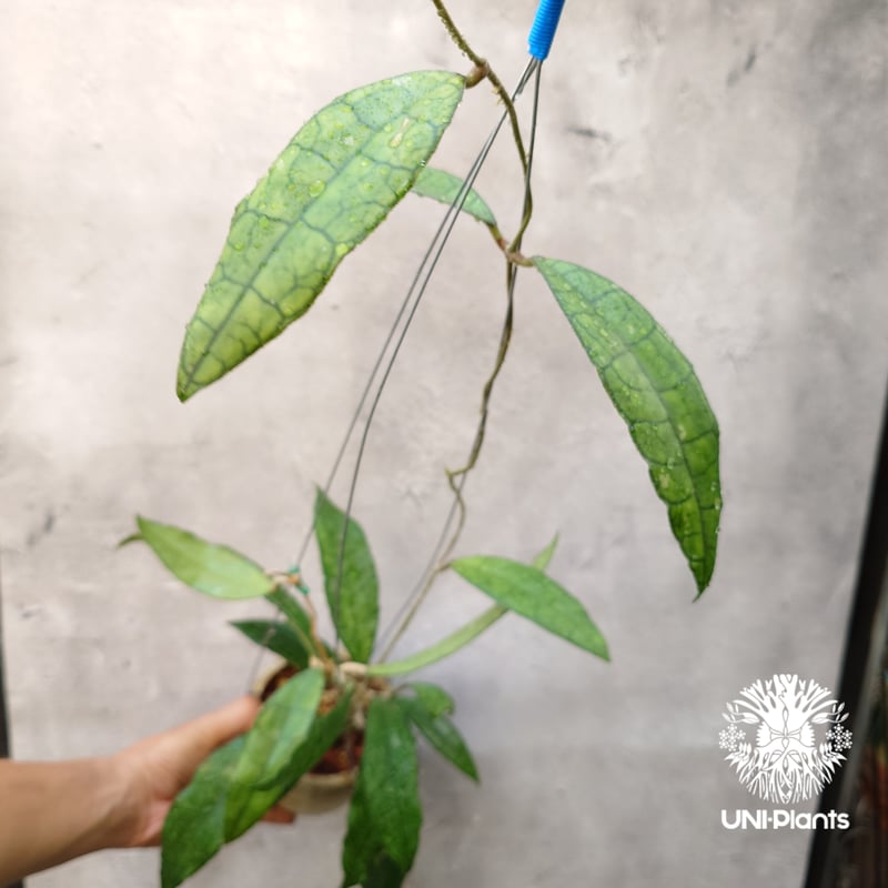 Hoya finlaysonii long leaves ホヤ フィンレイソニー ロング